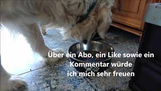 Hund leckt NapfFutternapf aus dog licks napf Geräusch Sound Klang mp3 kostenlos [upl. by Narat127]