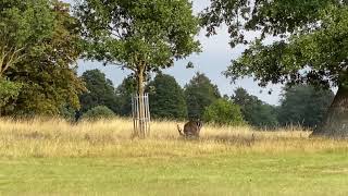 Holkham Hall  Deer Park [upl. by Ettennod]