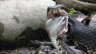 Cottonmouth vs Rattlesnake 04  Cottonmouth Kills amp Eats Rattlesnake  Time Lapse [upl. by Anitahs]