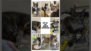 The Brix at Midtown  Pet of The Month Sebastian grandrapids cat apartment thebrixatmidtown [upl. by Crosley119]