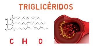 Ácidos grasos y Triglicéridos [upl. by Arinay]