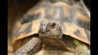 Comment préparer lhibernation de sa tortue [upl. by Atsirt219]