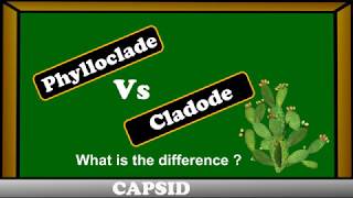 Phylloclades vs Cladode   difference between phylloclades and cladode [upl. by Inej314]