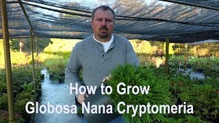 How to grow Globosa Nana Cryptomeria Dwarf Japanese Cedar with detailed description [upl. by Gaal]