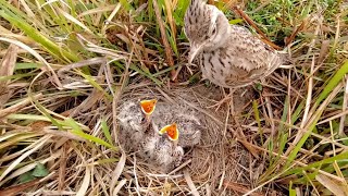 Baby skylark bird is not hungry BirdsofNature107 [upl. by Rutger268]