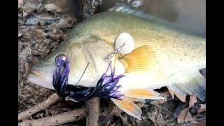 Spinnerbait fishing in and around Horsham Wimmera river [upl. by Roselle]