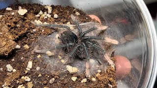 Theraphosa apophysis  뒷다리 장애 개체 핑크풋 골리앗 버드이터의 탈피  Pinkfoot birdeater tarantula molting [upl. by Notserc]