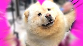 Important Things to know before you get a Chowchow Dog [upl. by Adiaros]