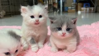 Meowing TV Mother cat and super cute shortlegged kittens [upl. by Ailel]