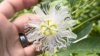 Passion Flower and how it relates to Jesus [upl. by Alyos]