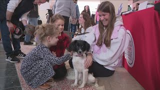 Pawlentine’s animal adoption event held at McKinley Mall [upl. by Ahseryt376]