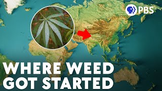 The Hazy Evolution of Cannabis [upl. by Weigle]