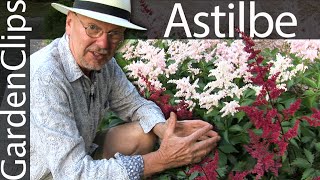 Astilbe  Goats Beard  False Spirea  Good shade plant  flowering perennial [upl. by Aicile]