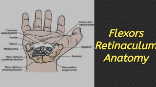 Flexors Retinaculum  Less Time Full Concept  Exam Oriented anatomy mbbs medico Upper Limb [upl. by Croom]