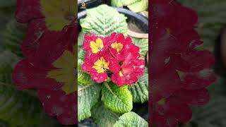 Primula vulgaris flower  Primrose  trending nature youtubeshorts [upl. by Winslow314]