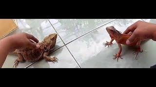 Bearded Dragon vs Iguana [upl. by Attiuqal]