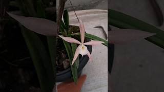 Brassavola subulifolia x Cattleya wittigiana [upl. by Nodnnarb635]