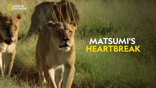 Matsumis Heartbreak  Joubert Big Cat Reversion  हिंदी  Full Episode  S1  E6  Nat Geo [upl. by Komarek]