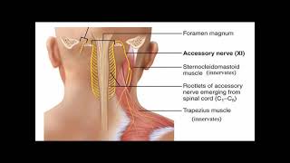 Two Minutes of Anatomy Spinal Accessory Nerve [upl. by Eldoree]