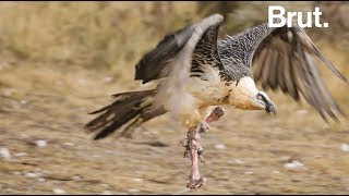 Le gypaète barbu le seul oiseau au monde à se nourrir principalement dos [upl. by Selinski]