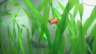 Red Ramshorn snail [upl. by Ydnyl89]