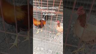 Gallina Kelso con gallo swater en el criadero sentauro la hormiga Putumayo Colombia [upl. by Ainwat981]