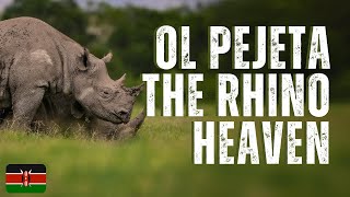 Ol Pejeta Conservancy Explore the Largest Black Rhino Sanctuary in East Africa [upl. by Juana]