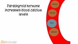 Anatomy and Physiology Endocrine System Calcitonin and PTH v20 [upl. by Ssidnak]