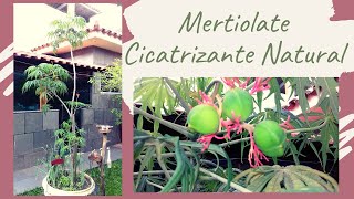 MERTIOLATE  Merthiolate ou Mercúrio Planta Medicinal e Cicatrizante Natural [upl. by Francie241]