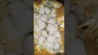 Amazing Marang Fruit  Artocarpus Odoratissima  Smelly but Yummy philipine fruit shorts marang [upl. by Bohun342]