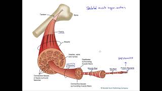 Skeletal muscle organization [upl. by Koo]