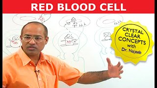 Red Blood Cell Morphological Abnormalities [upl. by Carlene635]