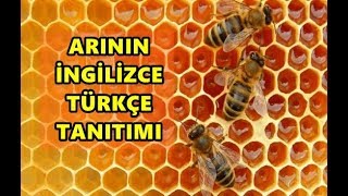 Arının İngilizce Tanıtımı [upl. by Yelir]