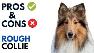 Rough Collie Pros and Cons  LongHaired Collie Andaluz Advantages and Disadvantages [upl. by Aidiruy]