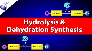 Hydrolysis and Dehydration Synthesis [upl. by Tamqrah]