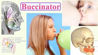 buccinator [upl. by Ayahc]