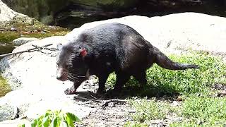 Tasmansk djävul Tasmanian devil at Copenhagen Zoo Sarcophilus harrisii Zoologisk Have København [upl. by Nakada]