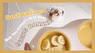 Shih Tzu puppys first time eating banana I ลูกสุนัขกินกล้วยครั้งแรก [upl. by Iad]