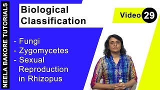 Biological Classification  NEET  Fungi  Zygomycetes  Sexual Reproduction in Rhizopus  Dr Neela [upl. by Stalder673]