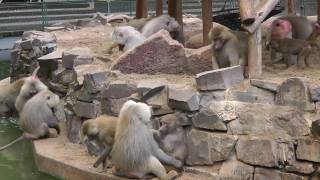 Am Pavianfelsen im Kölner Zoo [upl. by Voleta]