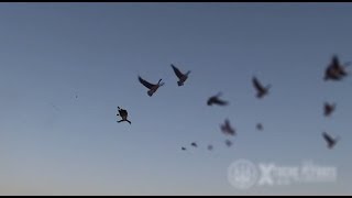 Hunting Canada Goose  Xtreme Flyways [upl. by Gordie]