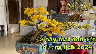 Xử lý 2 cây mai đón Tết dương lịch 2024 [upl. by Eerrehc]