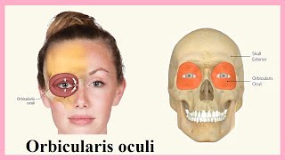 orbicularis oculi [upl. by Norab]