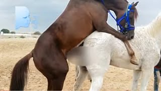 Horse Mating  horse meet up  horse breeding animals mating close up [upl. by Shanleigh]