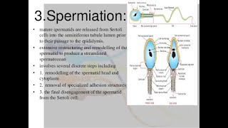 What is spermiation [upl. by Saxe]