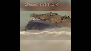 Crocodile vs shark who is stronger animals shorts [upl. by Snell]