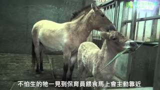 蒙古野馬 Przewalskis Horse [upl. by Aihsat60]