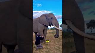 Este elefante es muy gracioso [upl. by Bernarr]