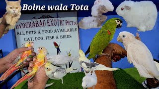 Hyderabad exotic pets shop in Hyderabad  cocato talking parrot  Macaw cocktail amp conure birds [upl. by Pastelki]