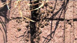 Beehive Removal amp Bee Control for Phoenix Metro Residents [upl. by Jenny]